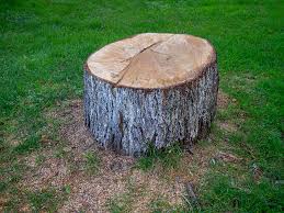 Best Arborist Consultation Services  in Bellwood, IL