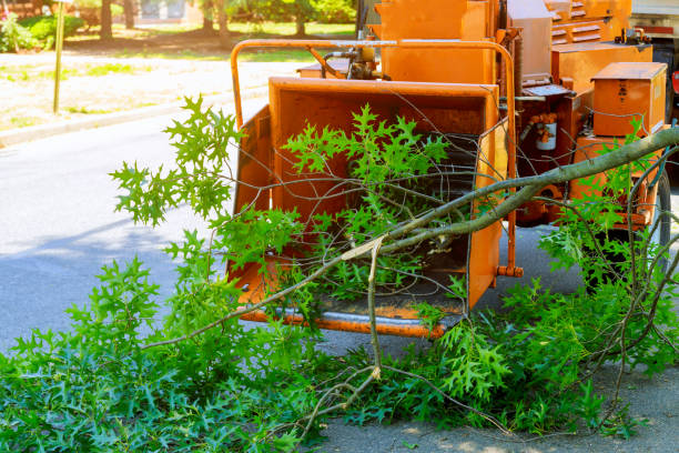 Best Organic Lawn Care Solutions  in Bellwood, IL