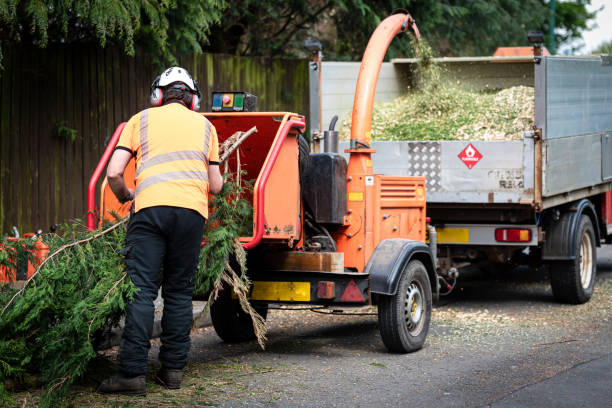 Best Root Management and Removal  in Bellwood, IL