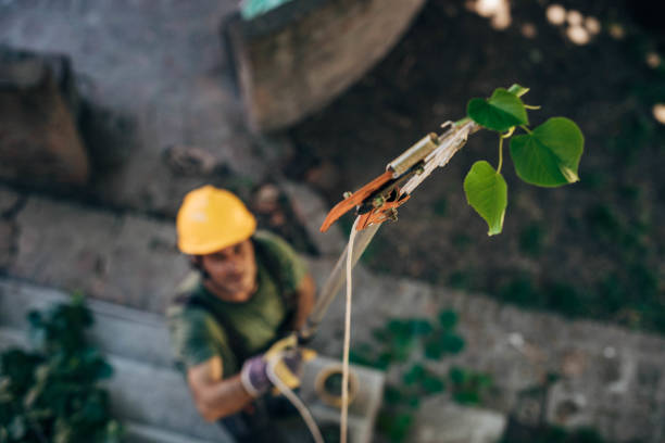 Trusted Bellwood, IL Tree Services Experts