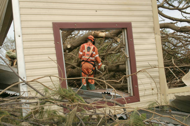 Best Tree Removal  in Bellwood, IL