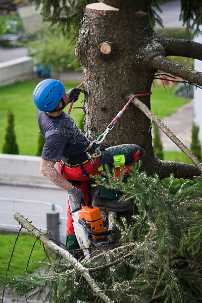 Best Tree Trimming and Pruning  in Bellwood, IL