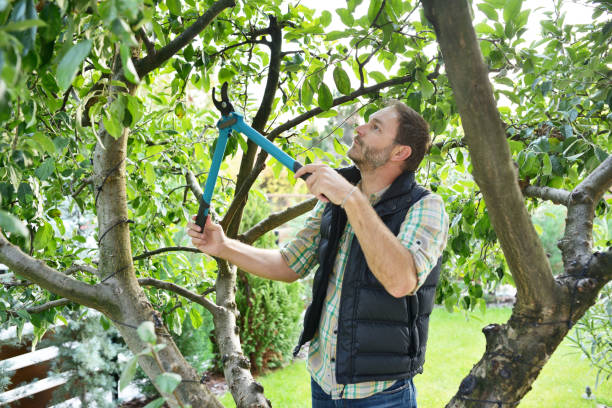 Best Fruit Tree Pruning  in Bellwood, IL